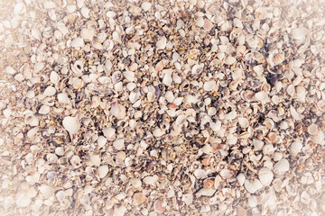 Array of seashells on the beach