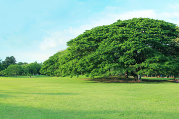 Fototapeta na wymiar Green tree in tropical garden
