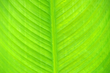 leaf background