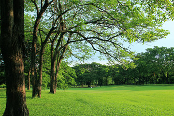 Fototapeta na wymiar Green tree in tropical garden
