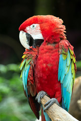 parrot bird