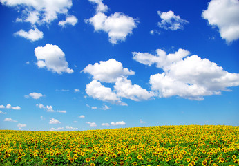 Blooming field of sunflowers on blue sky