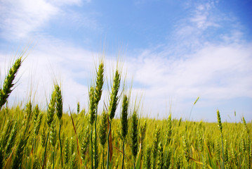 Obraz premium field
