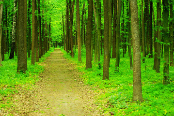 Fototapeta na wymiar forest