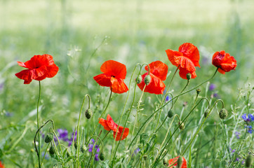 red poppy
