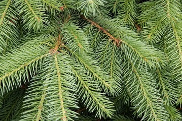 twigs of spruce coniferous tree
