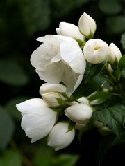 jasmine blossoming