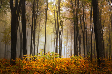 Foggy mystic forest during fall