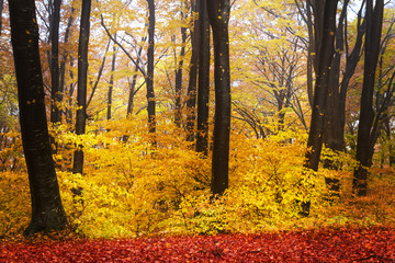 Foggy mystic forest during fall