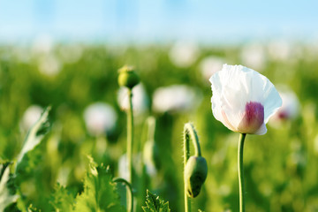 agriculture poppy field