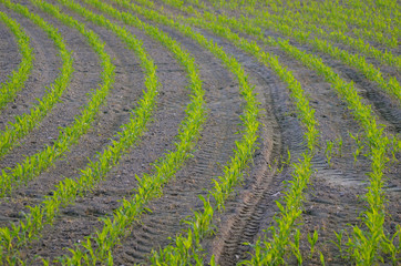 Field with rows of young corn plants