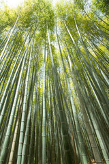 bamboo grove, forest of bamboo grove in Arashiyama, Kyoto, Japan