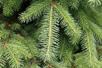 twigs of spruce coniferous tree