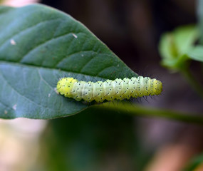 Caterpillar