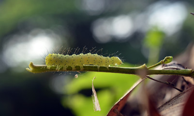 Caterpillar