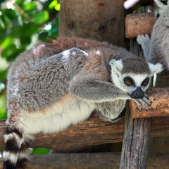 Lemur