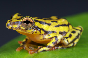 Reed frog / Hyperolius spec.