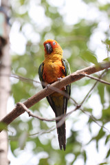 parakeet or parrot is sleeping on tree branch.