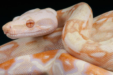 Fototapeta premium Albino snake / Boa constrictor
