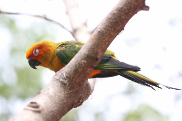 parakeet or parrot is sleeping on tree branch. © meepoohyaphoto