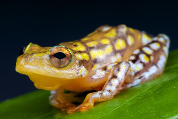 Naklejka premium Spotted reed frog / Hyperolius substriatus