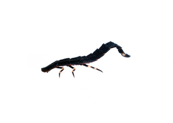 Firefly female larva species nyctophila reichii common lightning