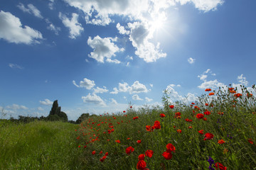 Rural fields with red wild poppy flowers