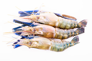 Raw shrimps in isolated on white