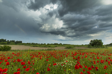 Rural fields with red wild poppy flowers