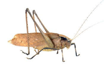 Grasshoppers