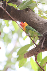 parakeet or parrot on tree branch.