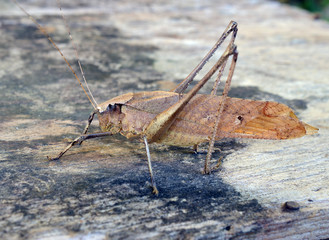 Grasshoppers