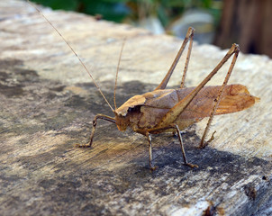 Grasshoppers