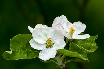 Fototapeta premium apple blossoms