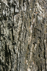 wood surface detail