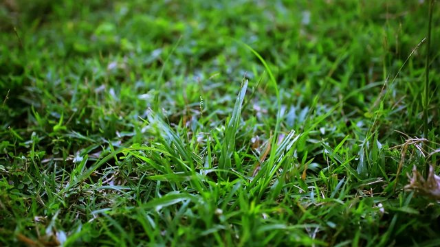 Green grass surface on the sunset. Video with shift, change in