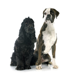 english cocker and boxer