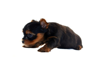 yorkshire terrier puppy