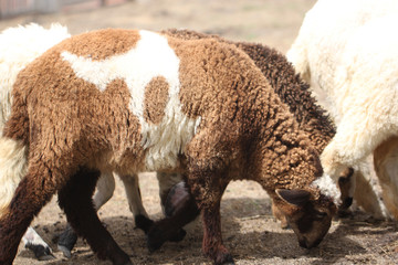 White and brown sheep.