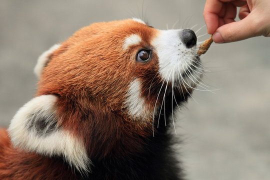 red panda eating snack