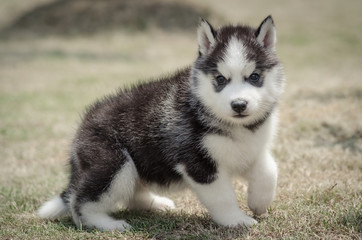 little cute puppy of Siberian husky dog