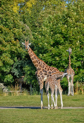 Giraffen