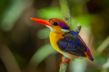 Very close up of Dwarf Kingfisher (Ceyx erithaca)