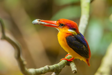 Dwarf Kingfisher with fish in his mount in nature