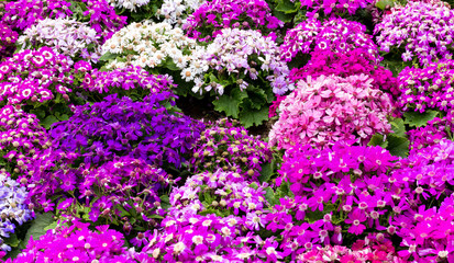 Obraz premium Cineraria field
