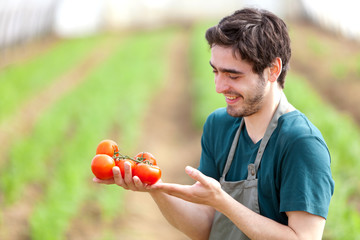 Young attractive farmer harvesting tomatoes