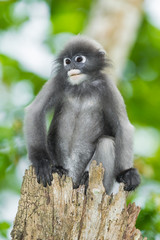 Dusky Leaf-monkey on the wood in nature