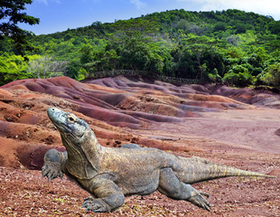 Large monitor lizard on multi color sand..