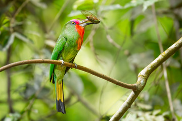 Red-bearded Bee-eater(Nyctyorni samictus)with Cicada in
