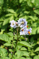 Obraz na płótnie Canvas pianta di patata viola in fiore